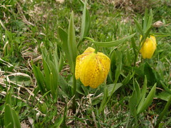 Fritillaria collina