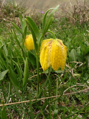 Fritillaria collina