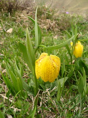Fritillaria collina
