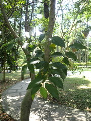 Putranjiva formosana