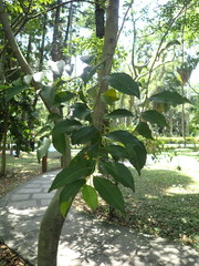 Putranjiva formosana