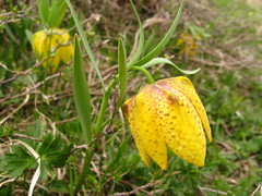 Fritillaria collina