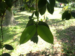 Garcinia linii