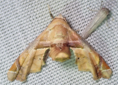 Eutelia callichroma