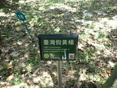 Putranjiva formosana