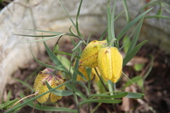 Fritillaria collina
