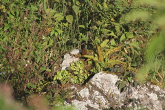 Pheugopedius maculipectus