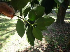 Garcinia linii