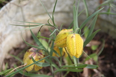 Fritillaria collina