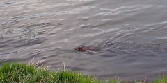 Ondatra zibethicus