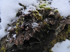 Peltigera elisabethae