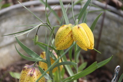 Fritillaria collina