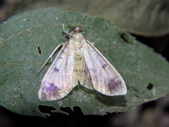 Eulepte