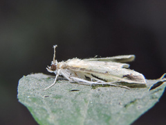 Eulepte