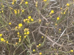 Marasmodes beyersiana