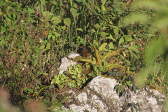 Pheugopedius maculipectus