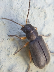 Buphonella murina