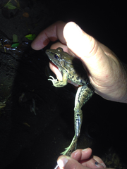Lithobates forreri