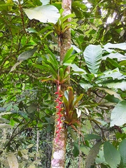 Vriesea simplex