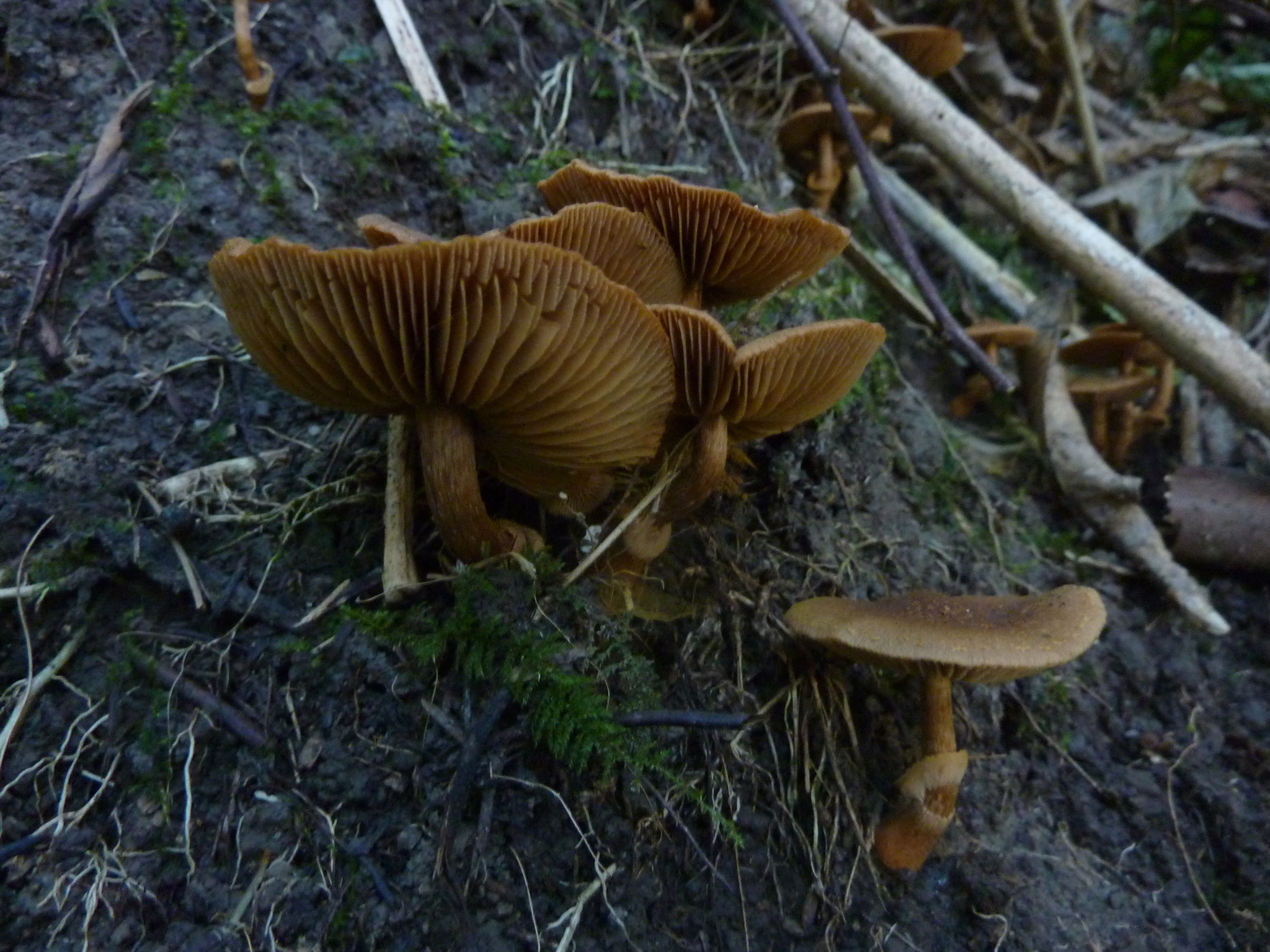 Descolea gunnii image