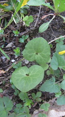 Asarum caucasicum