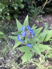 Pentaglottis sempervirens