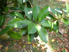 Calophyllum blancoi