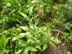 Fritillaria graeca