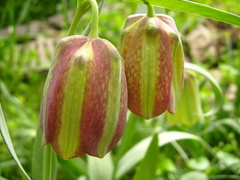 Fritillaria graeca