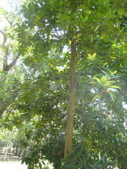Calophyllum blancoi