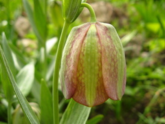 Fritillaria graeca