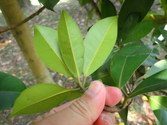 Calophyllum blancoi