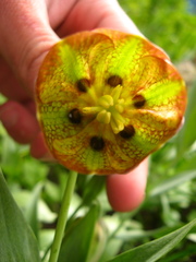 Fritillaria graeca