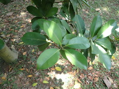 Calophyllum blancoi