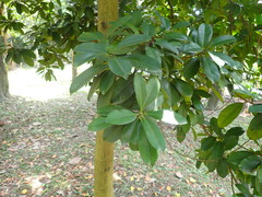 Calophyllum blancoi