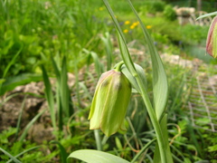 Fritillaria graeca