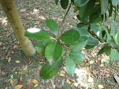 Calophyllum blancoi