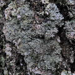 Heterodermia squamulosa
