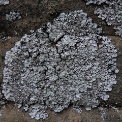 Lepraria normandinoides