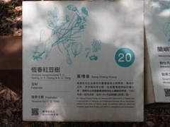 Ormosia hengchuniana