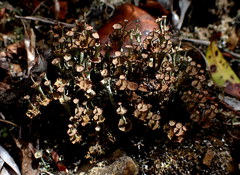 Cladonia rappii