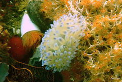 Protula bispiralis