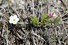 Delosperma versicolor