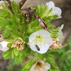Phacelia ixodes