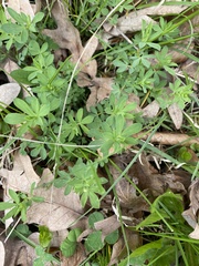 Lotus corniculatus