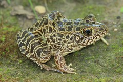 Lithobates areolatus