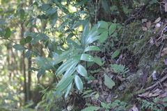 Ceratozamia