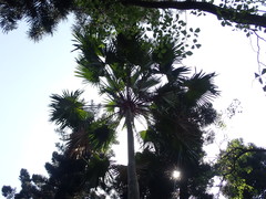 Saribus rotundifolius