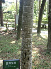 Saribus rotundifolius