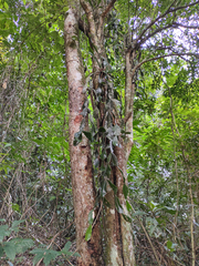 Rhipsalis elliptica
